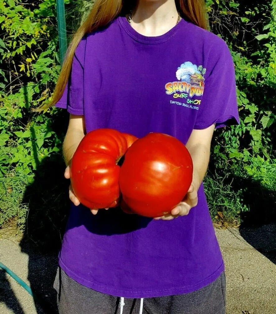 120+ BIG ZAC TOMATO SEEDS – WORLD RECORD SIZE – HUGE ———————- RARE