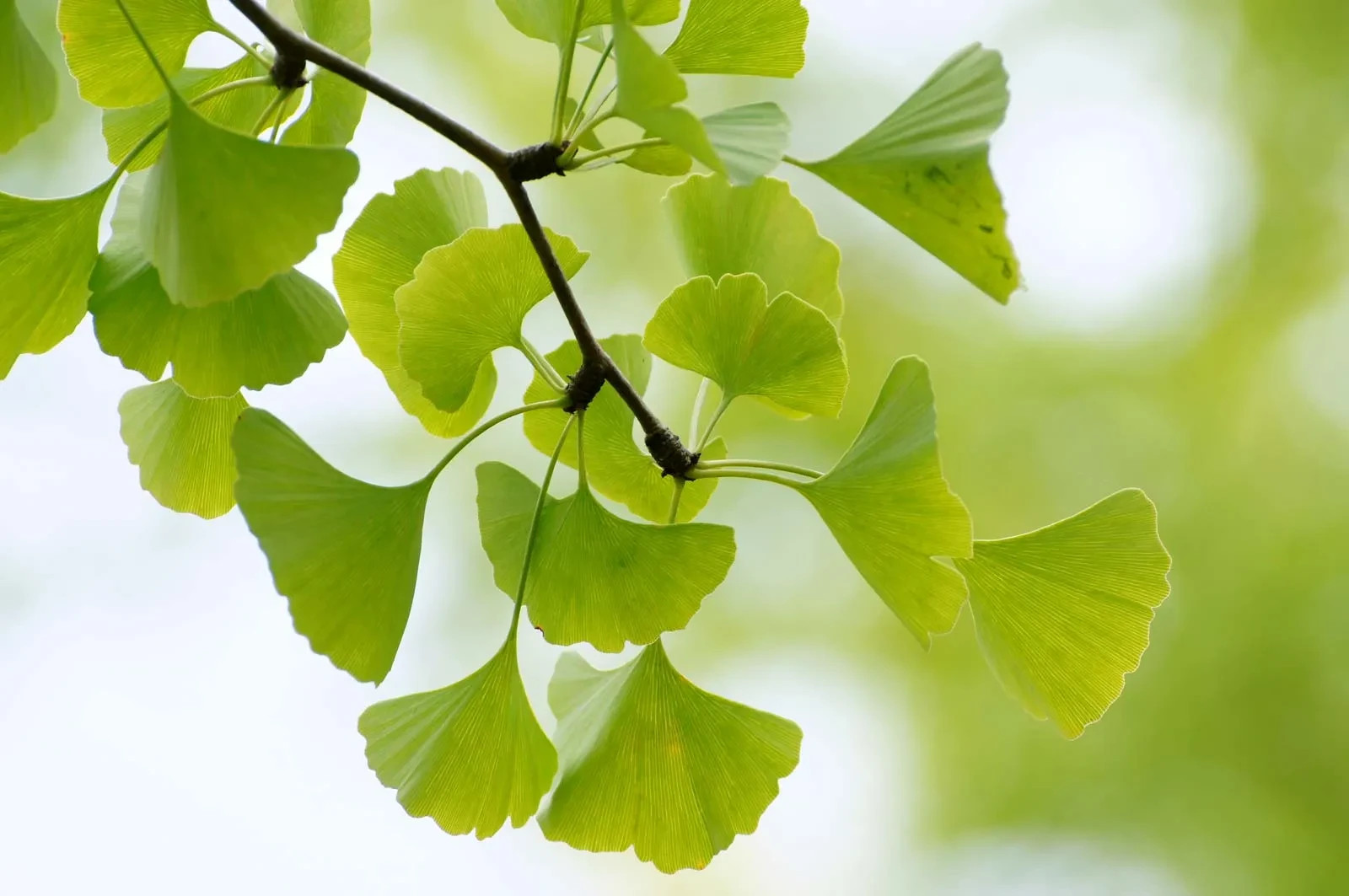 1 Ginkgo Tree 12-24″ Ginkgo biloba Bare Root