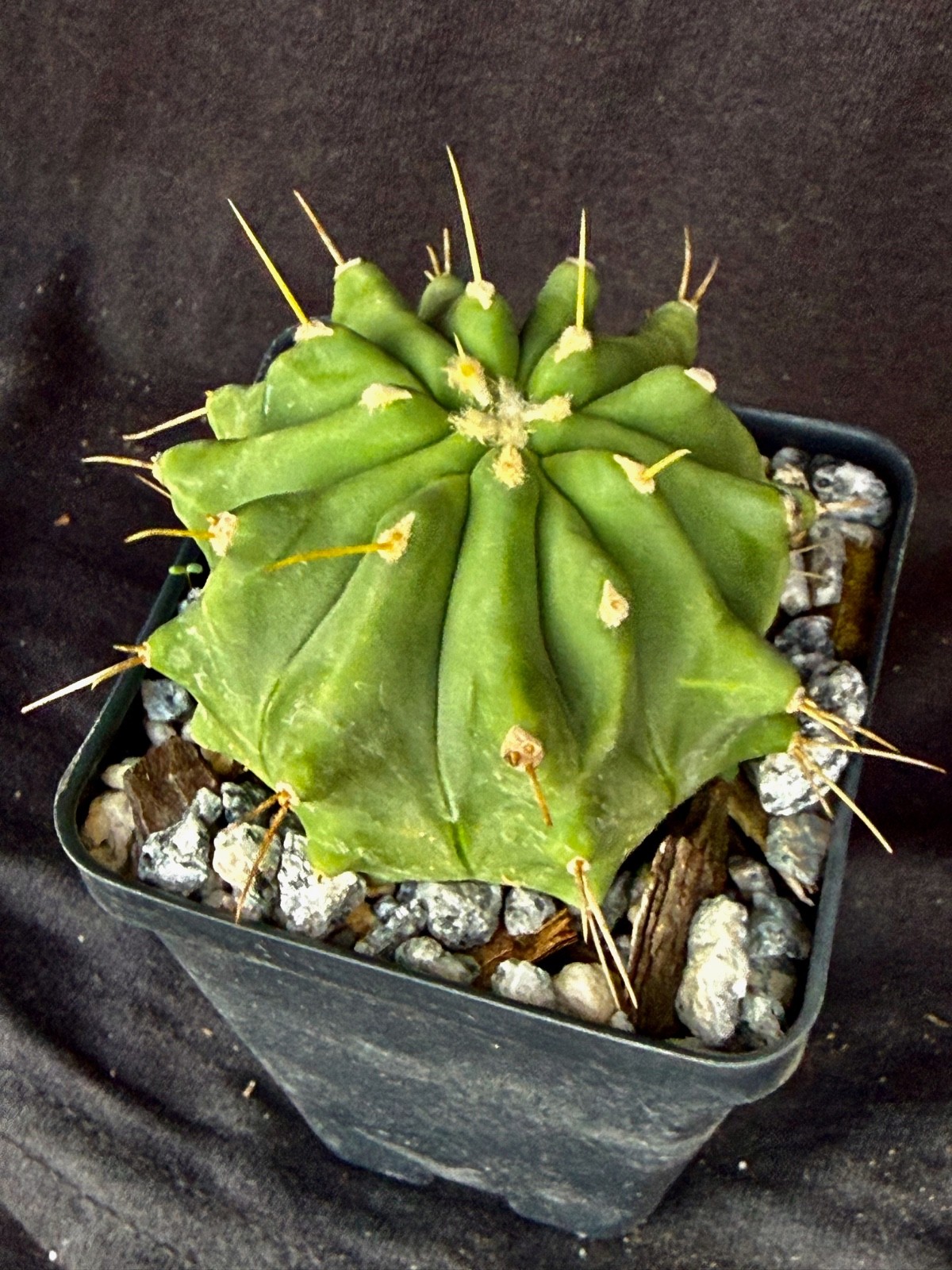 Ferocactus glaucescens v. inermis, cactus plant