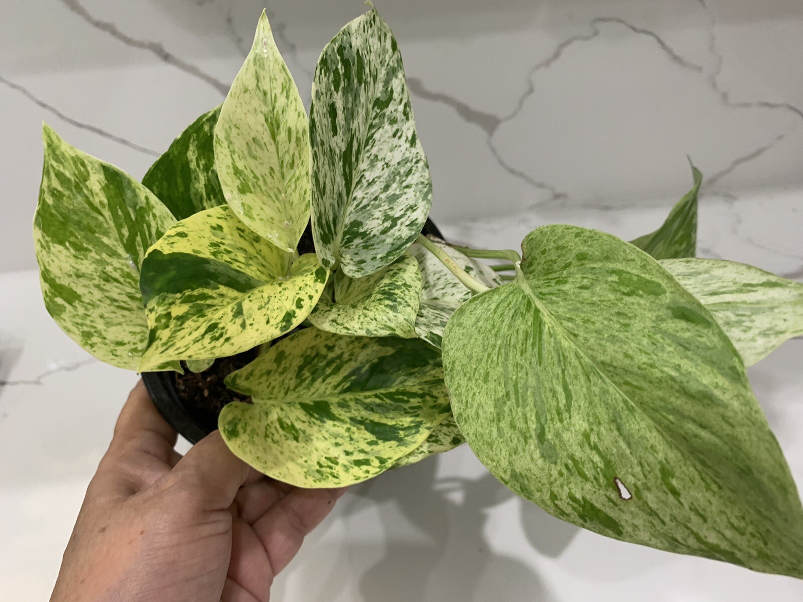 Pothos MARBLE QUEEN Variegated Well Rooted Epipremnum Live Plant