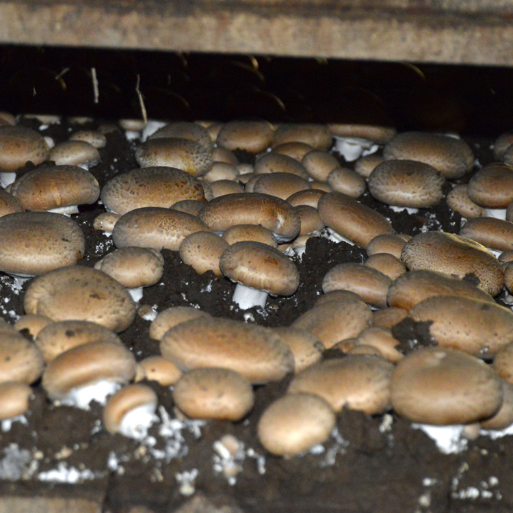 Portobello Mushroom (Agaricus bisporus) Liquid Culture