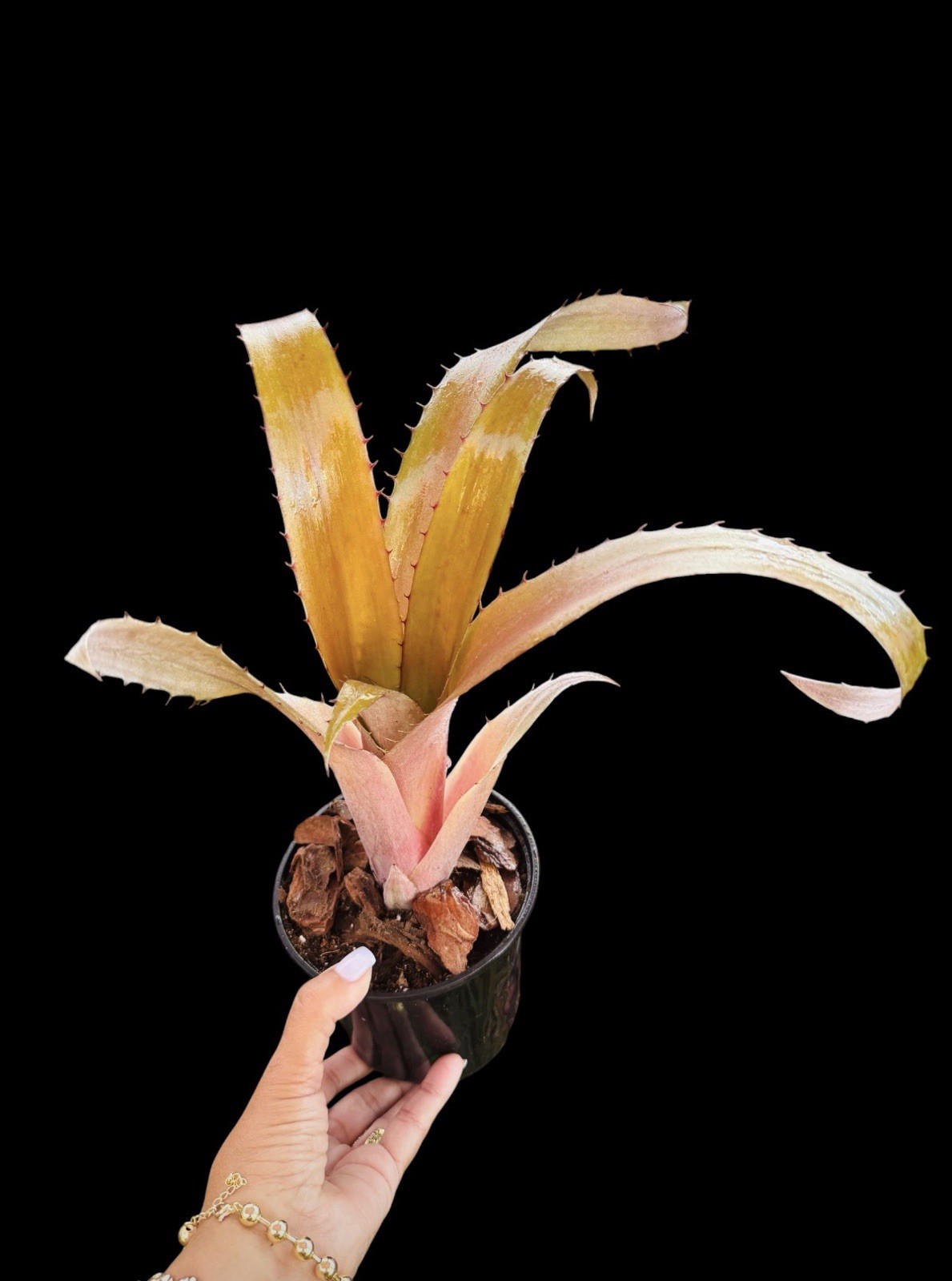 Aechmea bromeliifolia ‘Rubra’ – Rare Collector Bromeliad Offset Plant