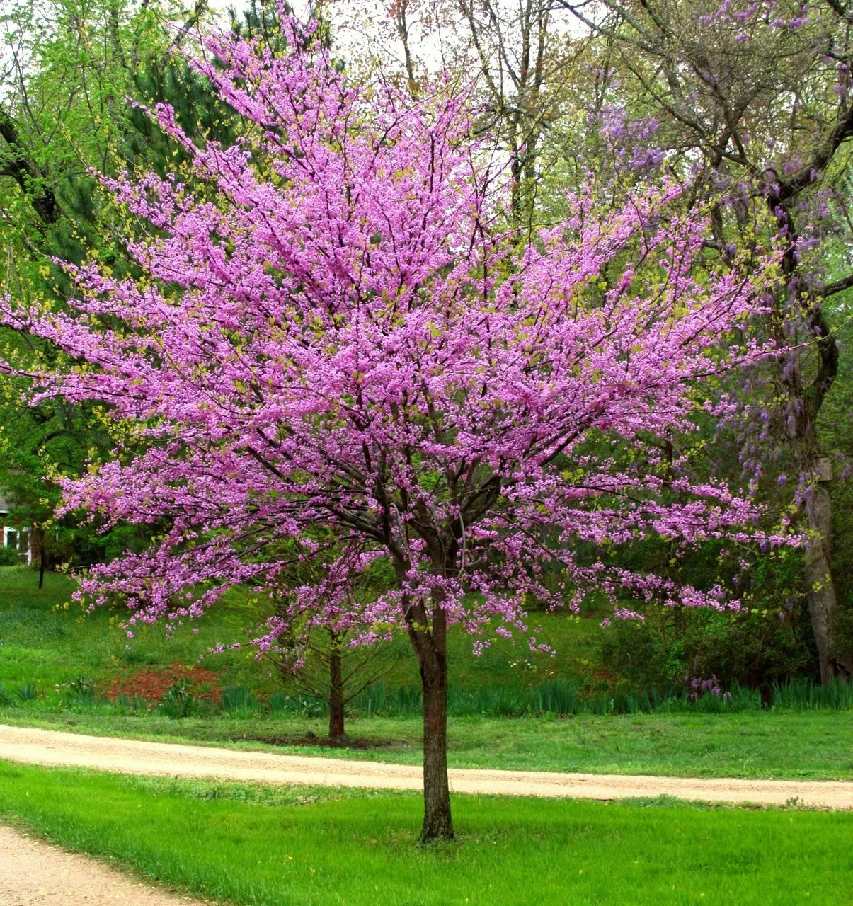 Cercis canadensis Forest Pansy 5 RED LEAVED EASTERN REDBUD Tree Seeds!