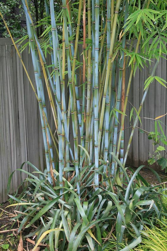 Blue Timber Clumping Bamboo Bambusa- 1 Gallon Size Plant