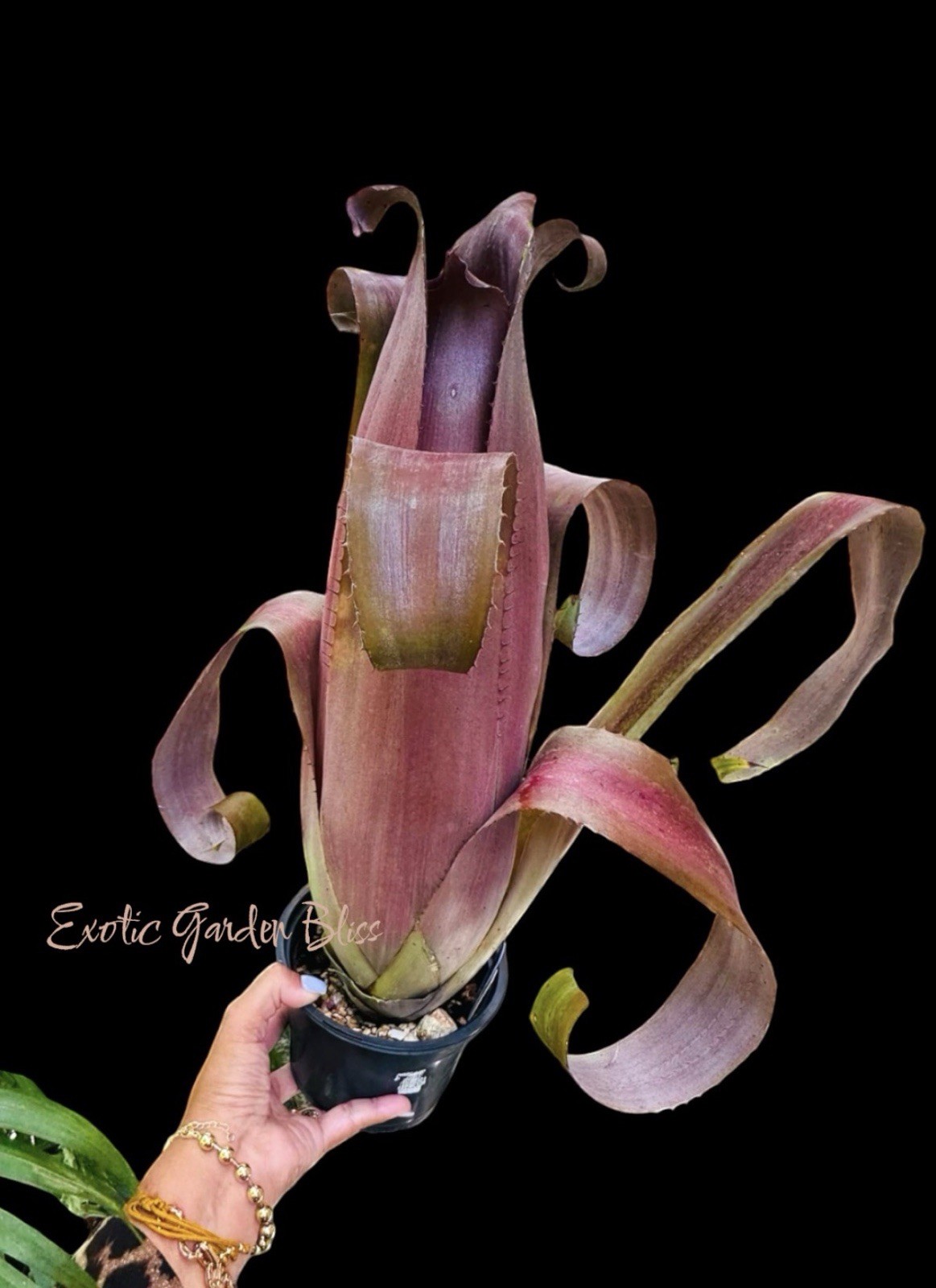 Aechmea bromeliifolia ‘Rubra’ – Rare Collector Bromeliad Offset Plant