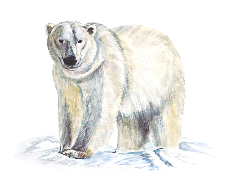 Polar Bear Sticker Decal Home Office Dorm Exclusive Art Tablet Laptop Cell CPU