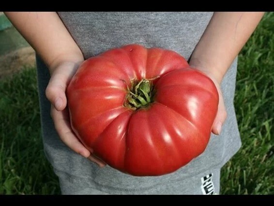 30 GIANT BELGIUM PINK TOMATO SEEDS ~ 2026 ~ heirloomseedguy ~ USA