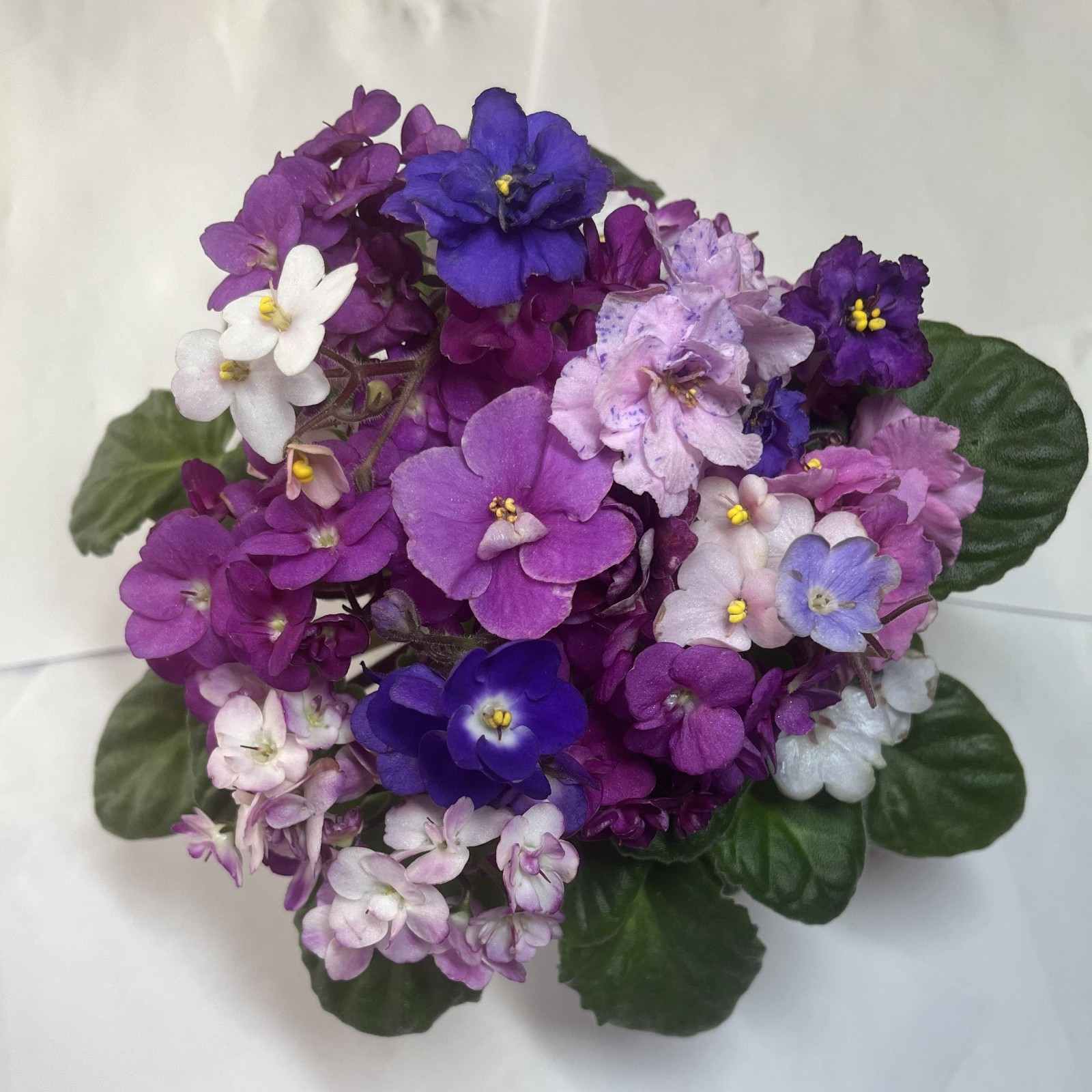 African Violet Seeds 50 Plus -Mixed Colors – Green Leaves- Genuine Saintipaulia