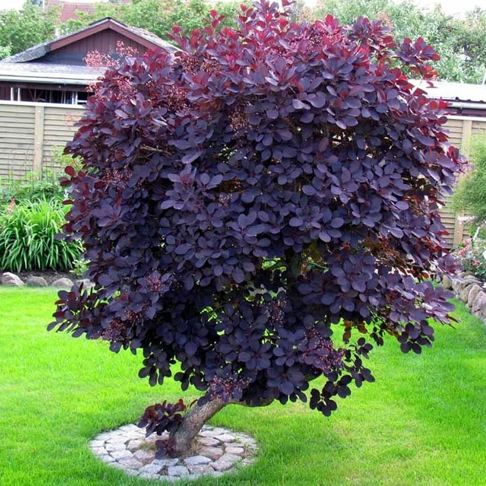 ROYAL PURPLE SMOKE TREE Cotinus coggygria ‘Royal Purple’ 10 UNROOTED CUTTINGS
