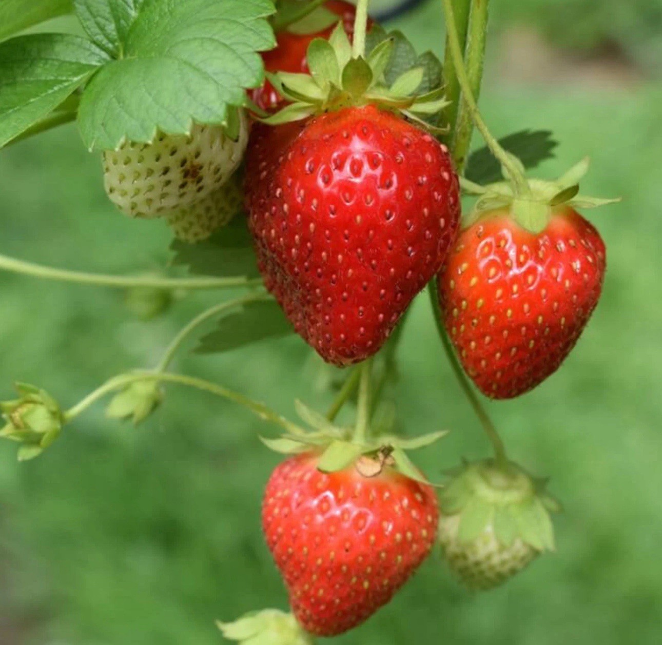 Organic Strawberry plants Variety (45) Pack. U.S.A. Bare Root, Zones 3-8.