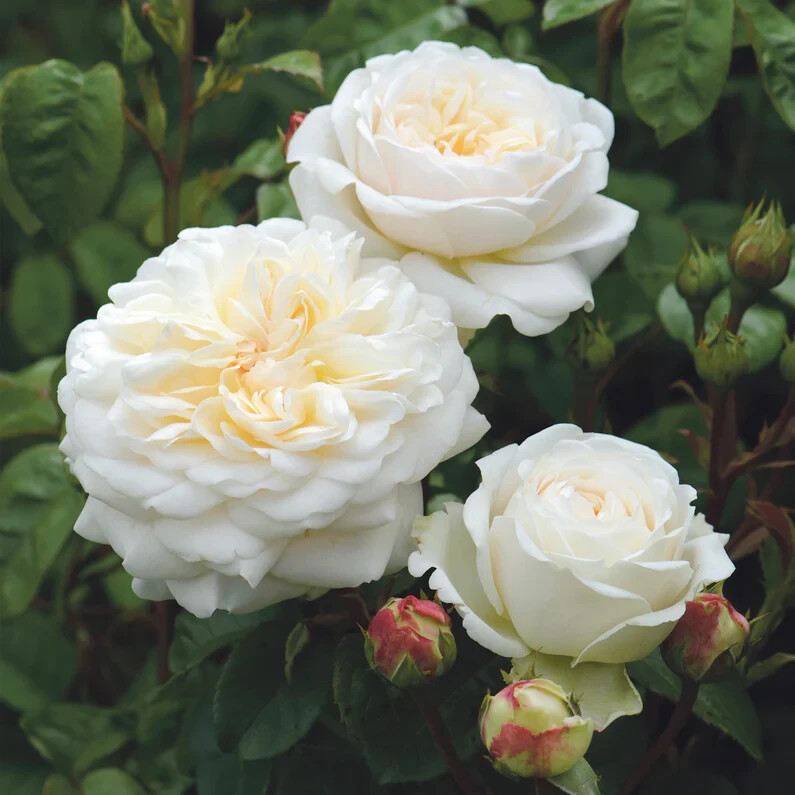 (Ausnoble) English Shrub Rose TRANQULITY ROOTED LRose Plant 5″ Tall
