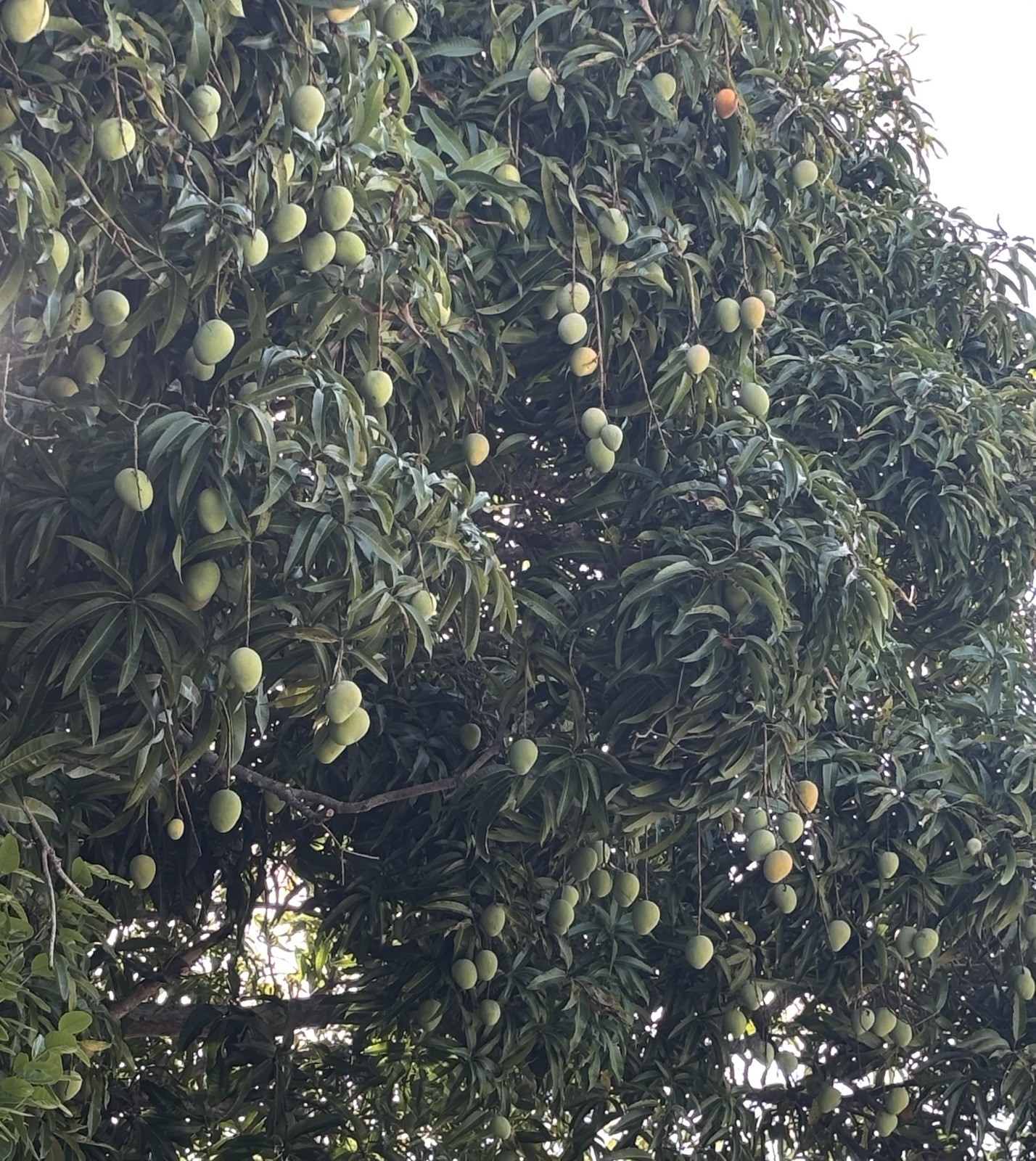 2 Yrs To Fruit Mango Tree Clone Polyembryonic 4 Seeds NO GRAFTED NEEDED