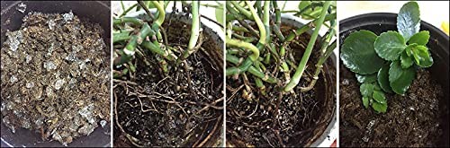 Soil Vigor 1 Pound Super Absorbent Polymer for Indoor Outdoor Plants
