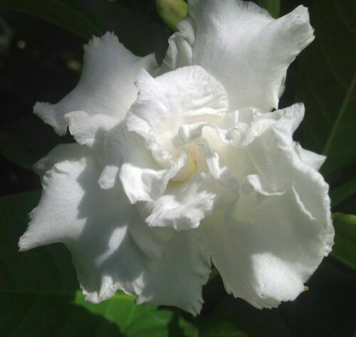 ~~VETCHII~~ Gardenia Jasminoides Plant~~ Intensely Fragrant Double White Flowers