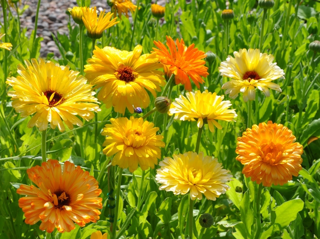 Calendula Pacific Beauty Mix Seed – 1 Packet