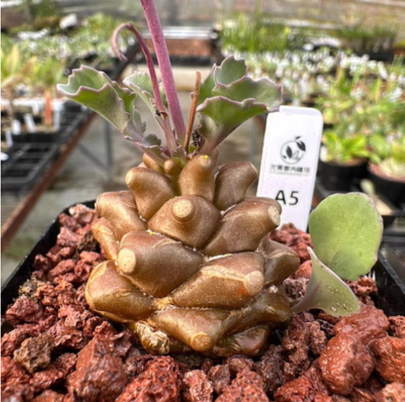 Succulent Plant Othonna Herrei Garden Bonsai Beautiful Plant 2.5-3cm