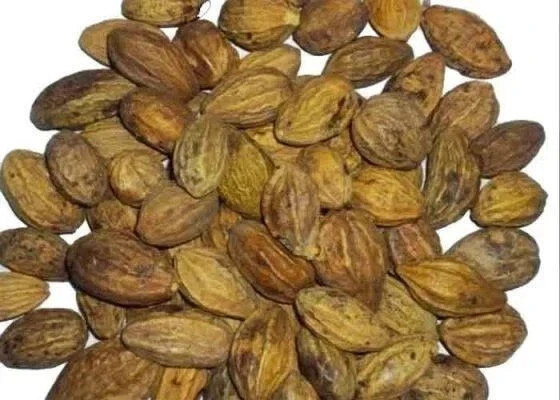 Whole Harde Terminalia Chebula | Haritaki | Black Myrobalan