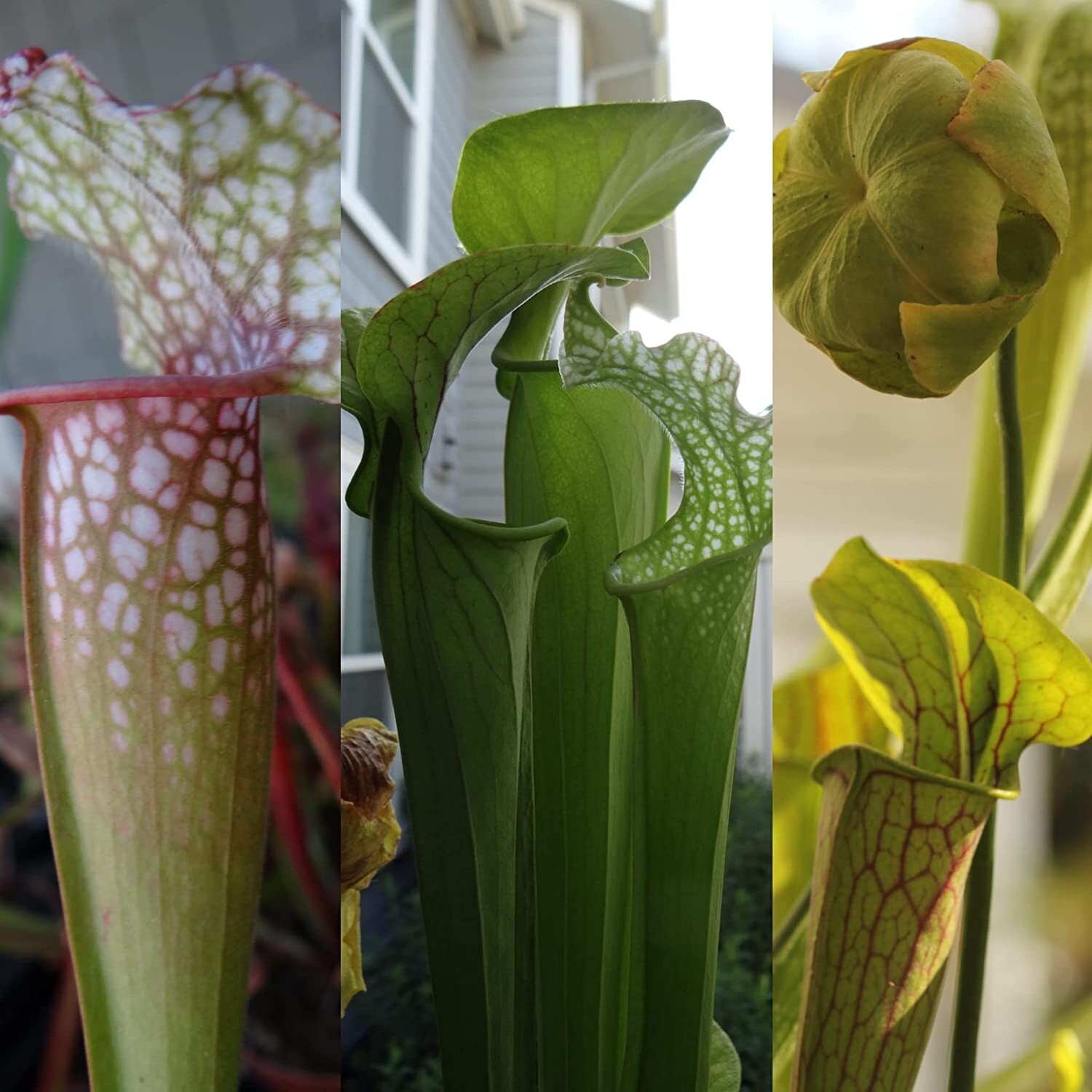 LIVE Carnivorous Starter Pack – Sundew, Sarracenia, Flytrap Small Plants