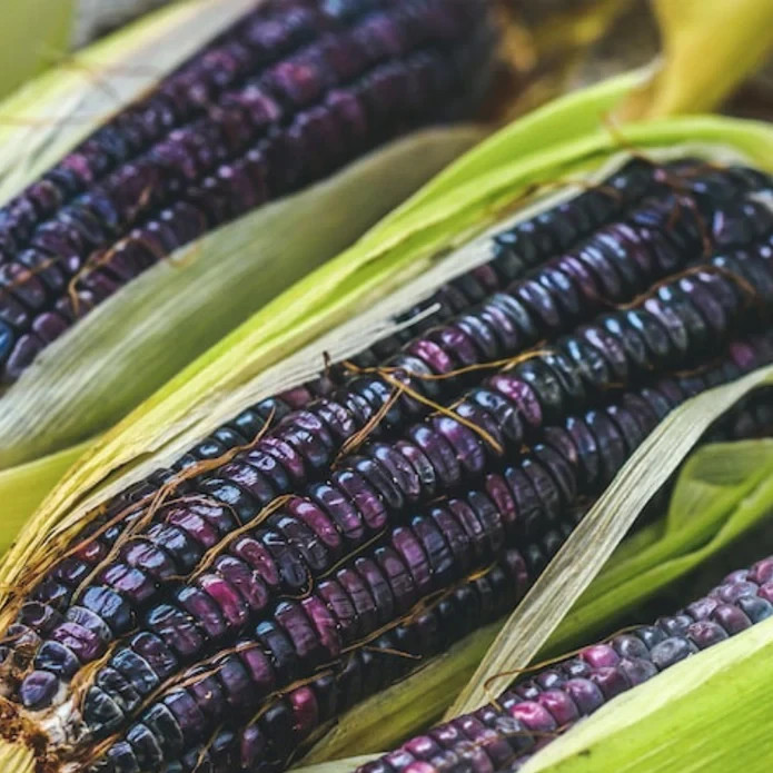 50 Purple Corn Seeds – Rare Deep Violet Variety for Unique Garden & Fall Display