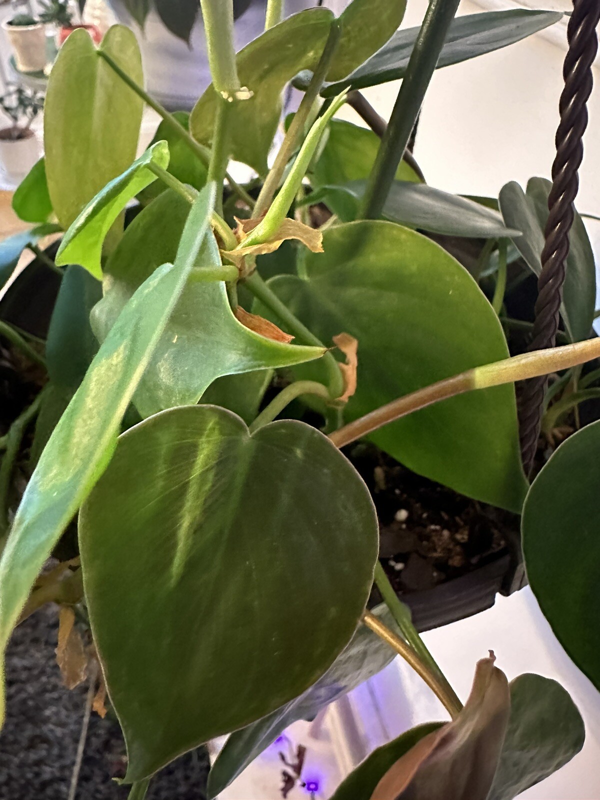 Heart Leaf Philodendron “Philodendron hederaceum” *Bare Root 13” Strands!