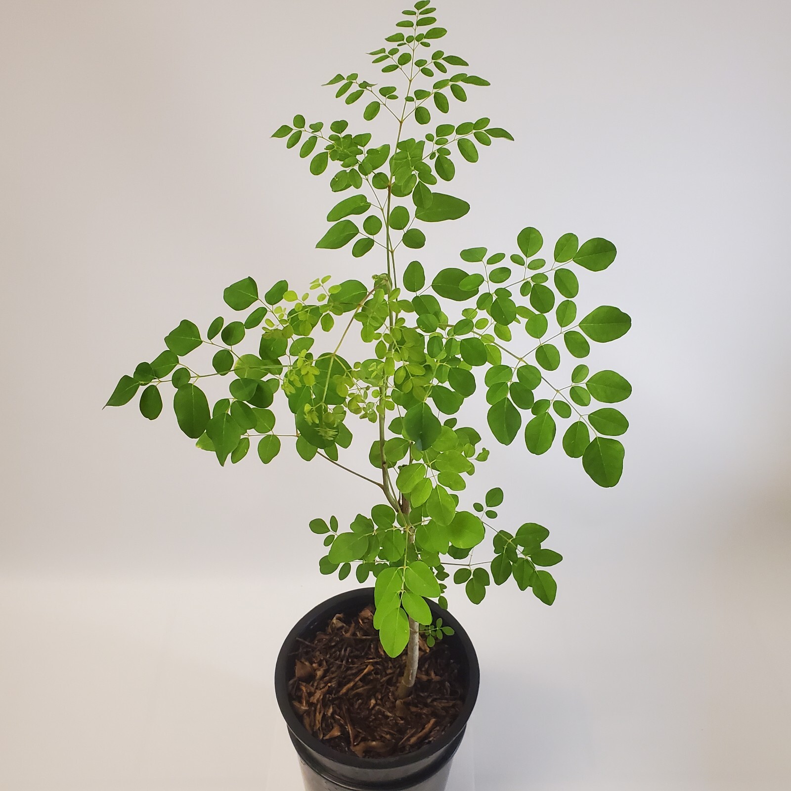 2-3ft Grown Moringa Oleifera Potted Tree 6 Months Old Nutritious Edible Leaves