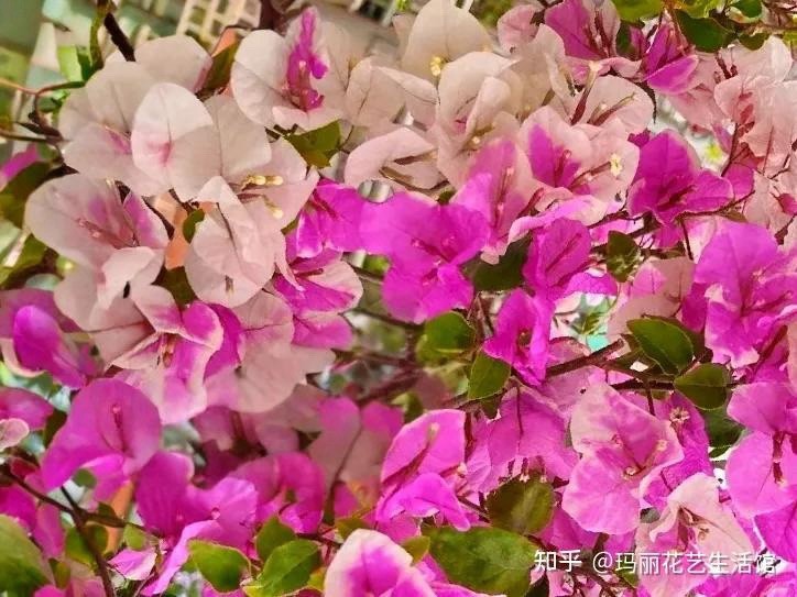 Multi Color 漳红樱三角梅 Makris、Aiskrim (Ice Cream) bougainvillea Bonsai Bare Root