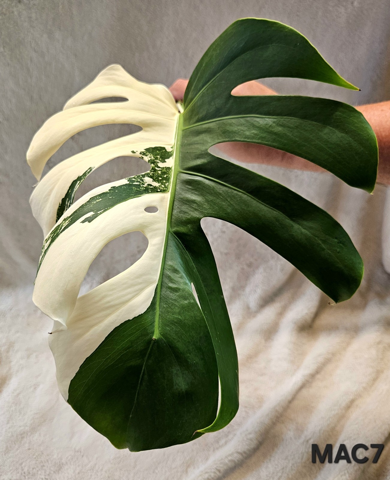 Highly Variegated Monstera Albo Premium Cutting with Fenestrations