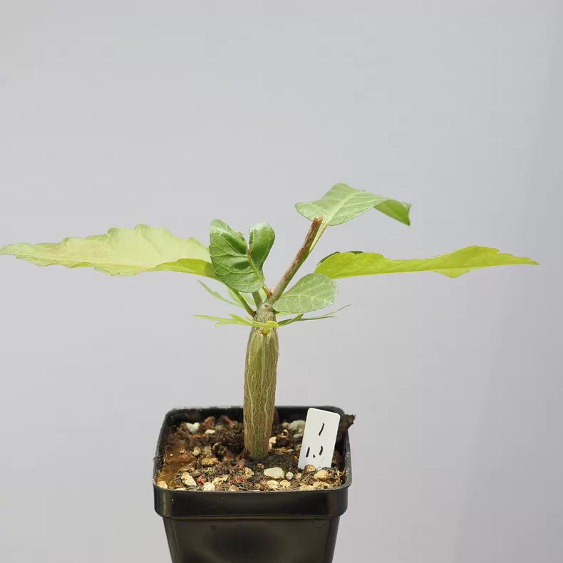 1Pieces 1.1-1.3cm Seedgrowth Seedling Bursera Schlechtendalii Rare Cactis Plant