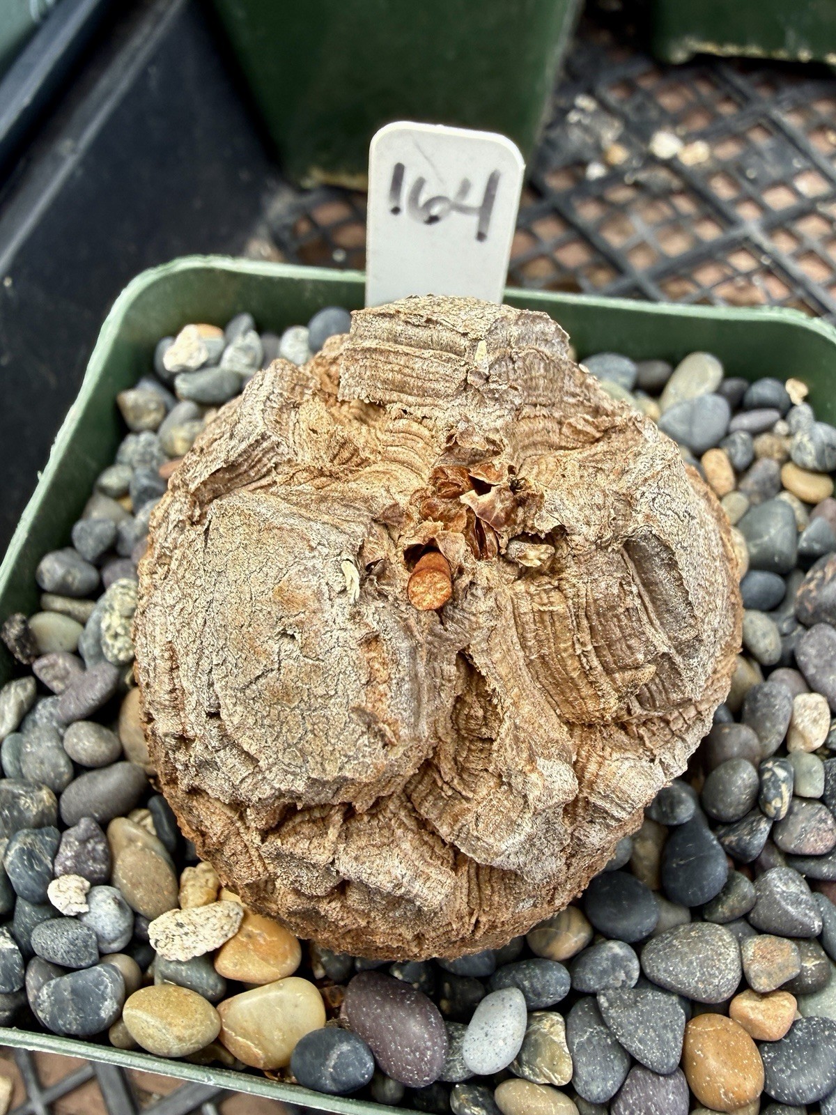 Dioscorea elephantipes-Fresh Seedlings! Gorgeous Caudiciform, Choose Your Fav!