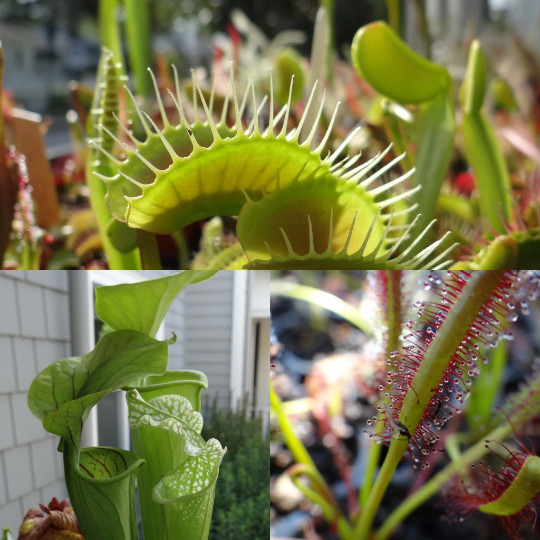 LIVE Carnivorous Starter Pack – Sundew, Sarracenia, Flytrap Small Plants