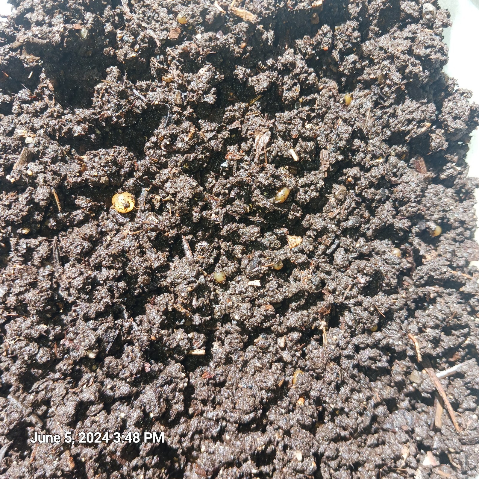 5lbsWorm Castings + Baby’s & Cacoons 100% Organic Soil Adative Plant Fertilizer