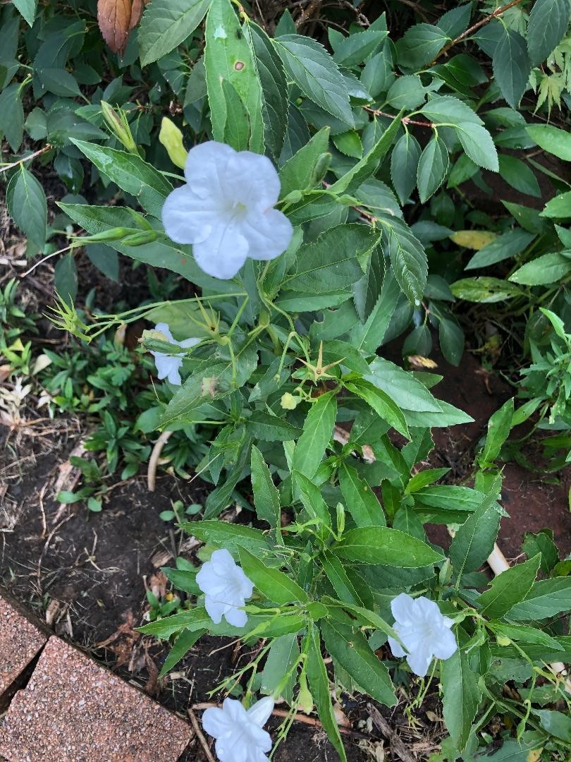 Hummingbirds! 3 Small Plants White Mexican Petunia Fast Shipping!