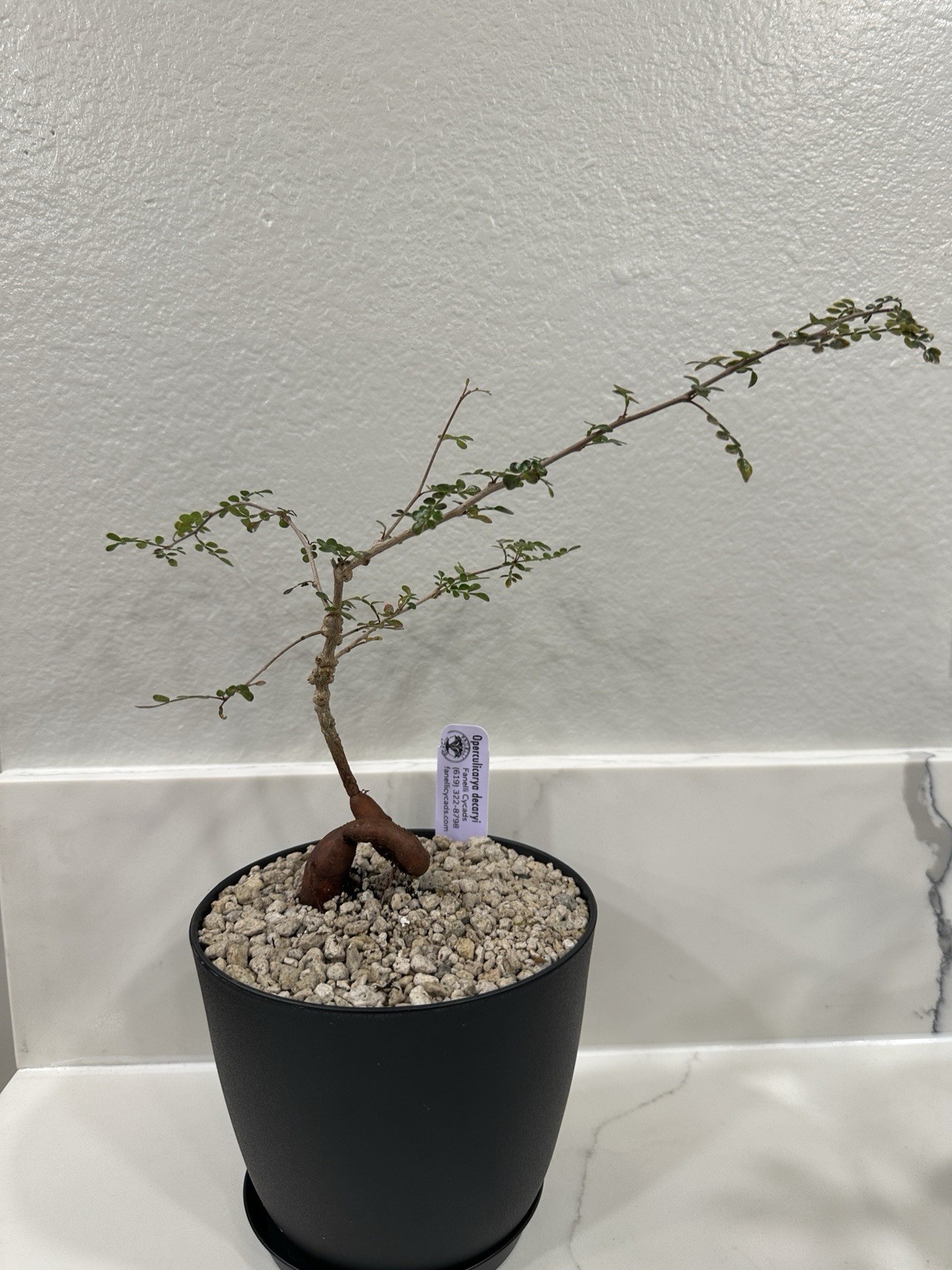 Operculicarya decaryi – Madagascar Elephant Tree 1-2 Years Old