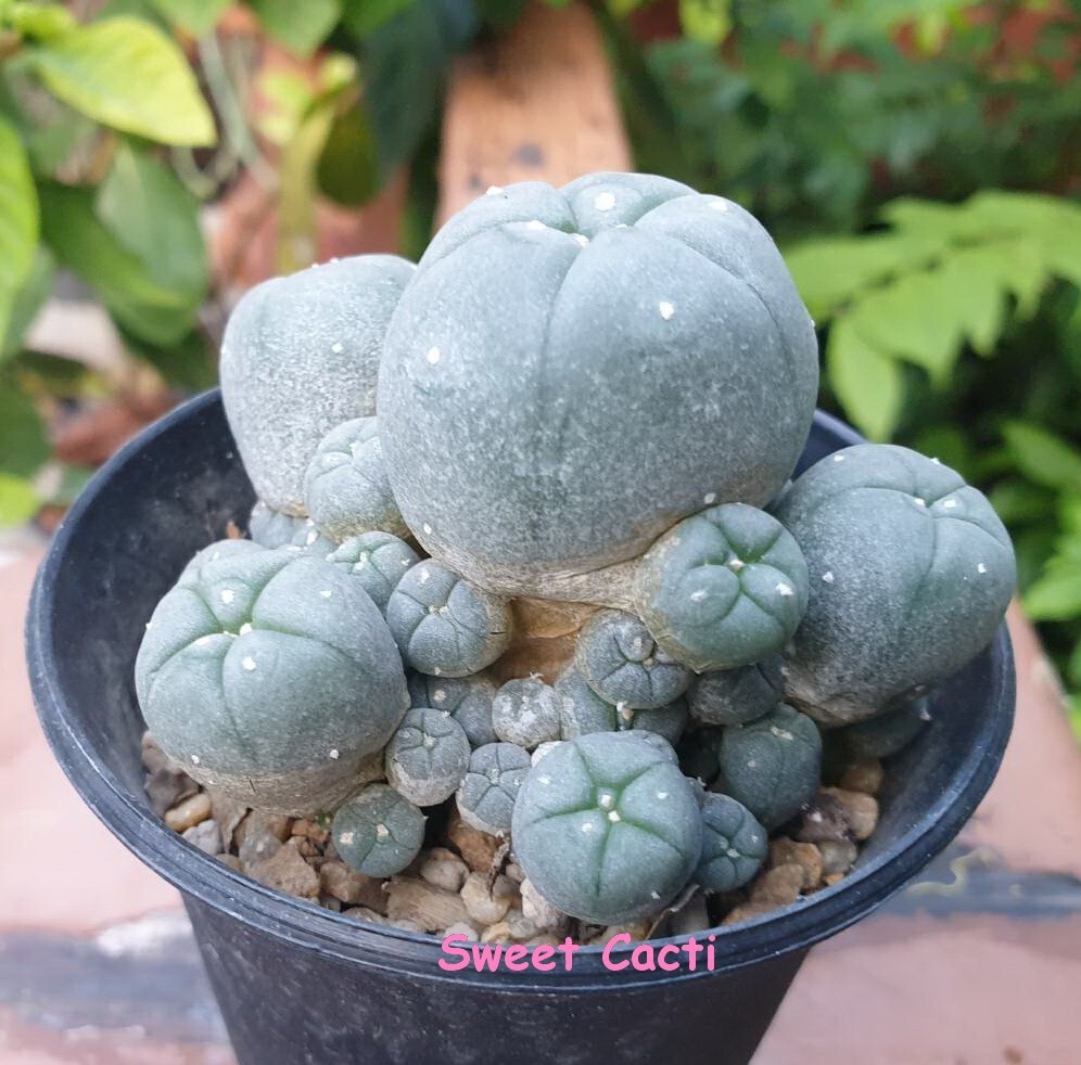 Cactus from seeding #Cacti#Kaktus #κάκτος