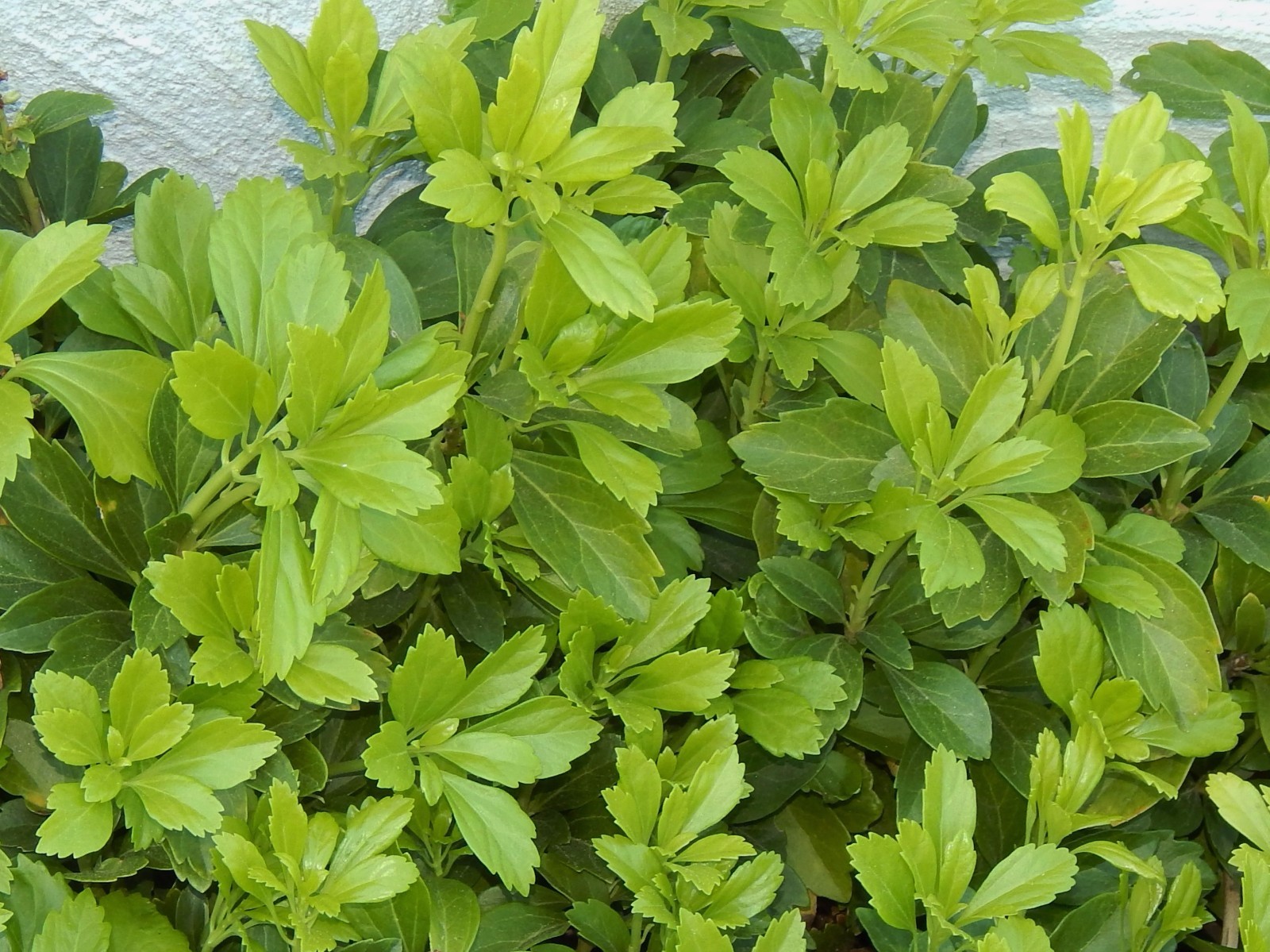 Pachysandra 75 Plants Japanese Spurge Ground Cover Bare Root Evergreen Organic