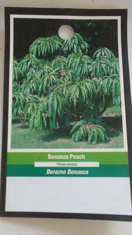 BONANZA PEACH 3′-4′ Tree Live Healthy Trees Fruit Garden Plant Sweet Peaches
