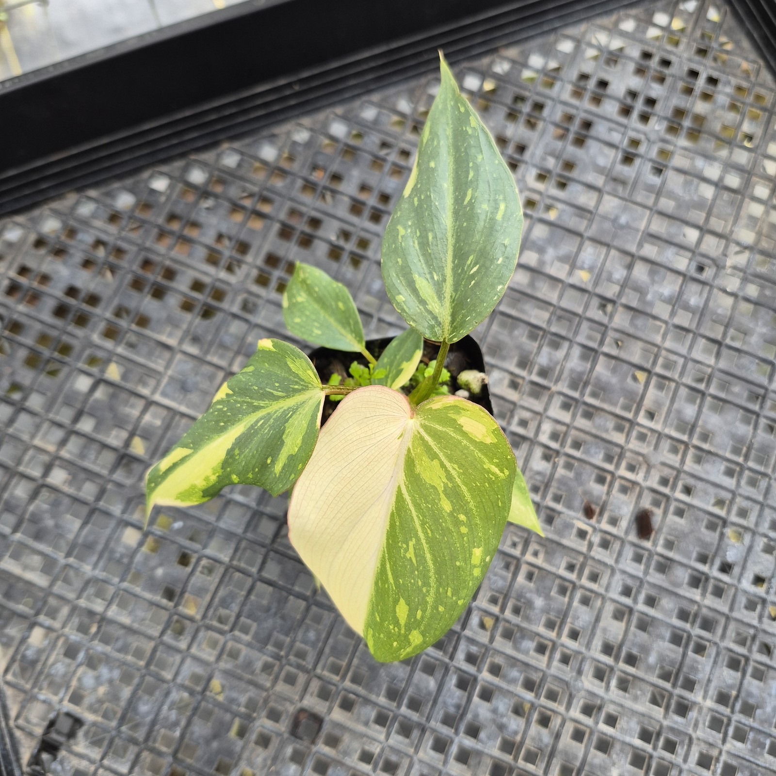 Philodendron Gloriosum variegated, Exact Plant Ships Nationwide