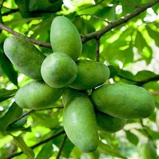 Pawpaw Fruit Tree Seedlings