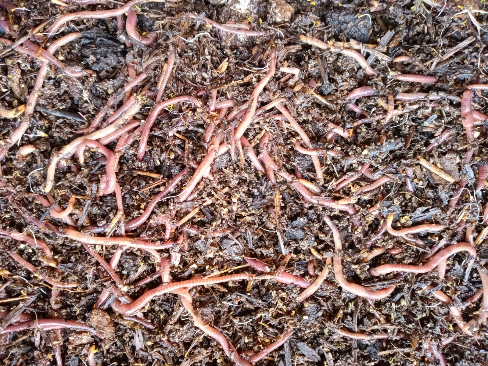 1/2 LB Pure Red Wigglers – Approx. 500 Composting Worms – Fast Free Shipping