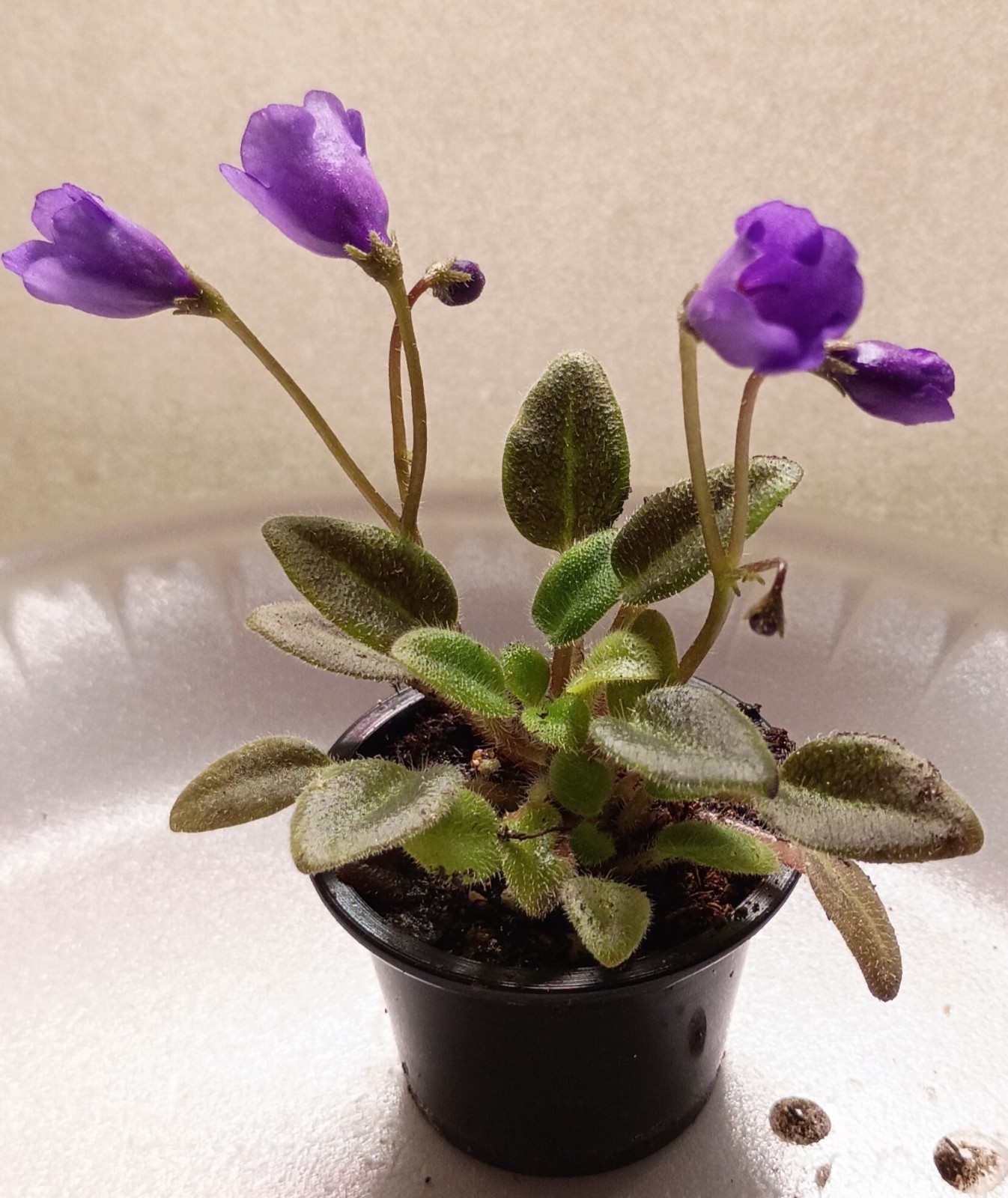 African Violet ~ Vallarta Campanas Moradas (Micro) ~ Live Plant