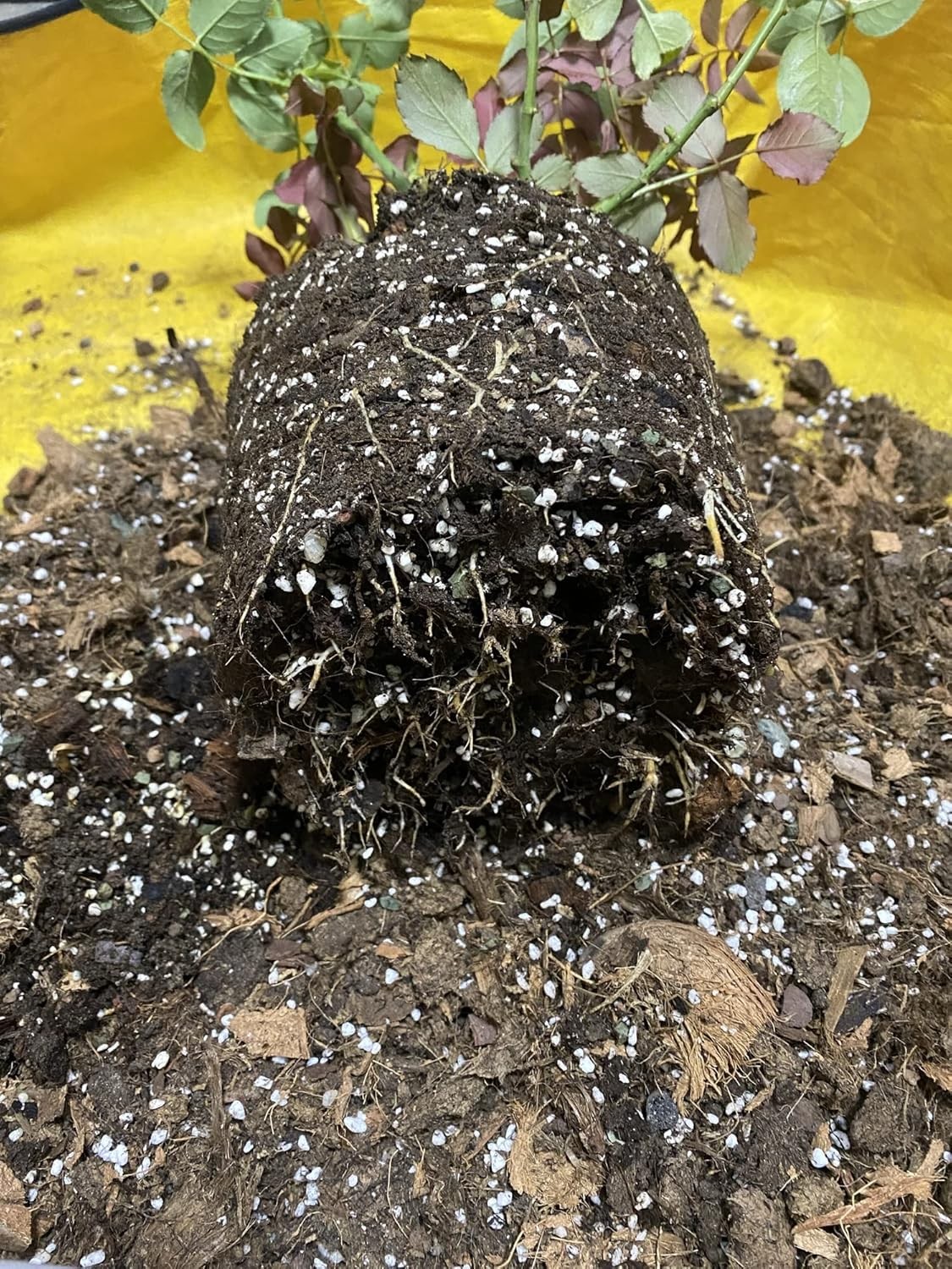 10QT Organic Perlite Horticultural Soil Amendment for Plants & Drainage