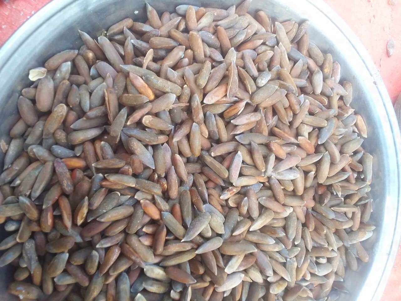 High Quality Chilgoza / Pine Nuts / Roasted /Specail Shogat 1.5Kg