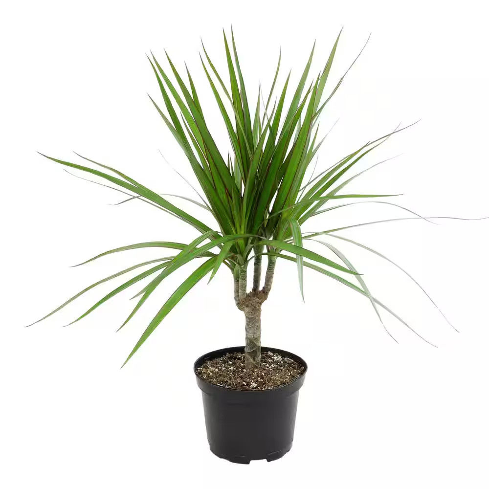 Dracaena Marginata Dragon Tree Live Indoor Houseplant 6 In. Grower Pot