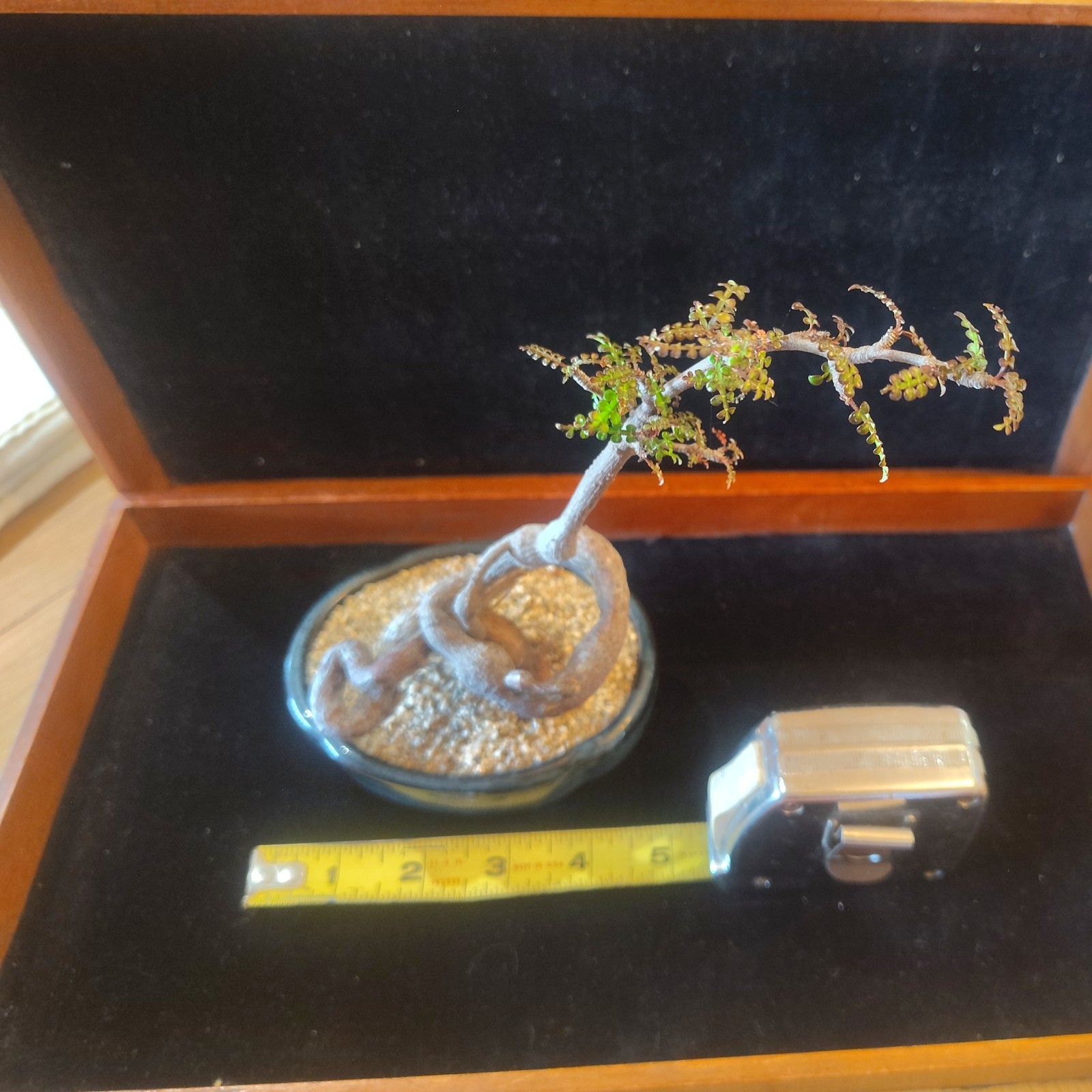 ***Free shipping! ***Operculicarya Decaryi Bonsai Tree in ceramic shallow pot