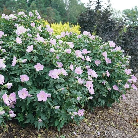 1 Rose Of Sharon Hibiscus 12 + Inches Tall “LIMITED TIME BUY ONE GET ONE FREE”