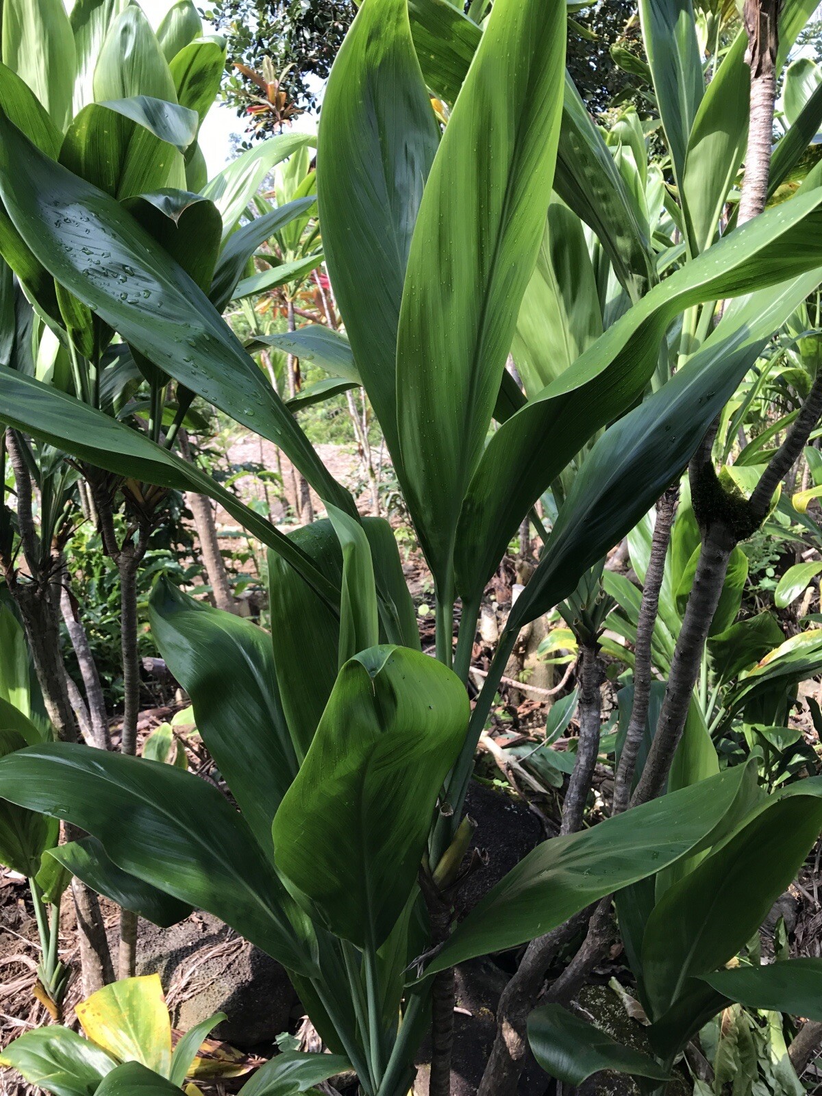 Hawaiian Green Ti Leaf Fresh Cuttings 6″ Starter 3 Logs