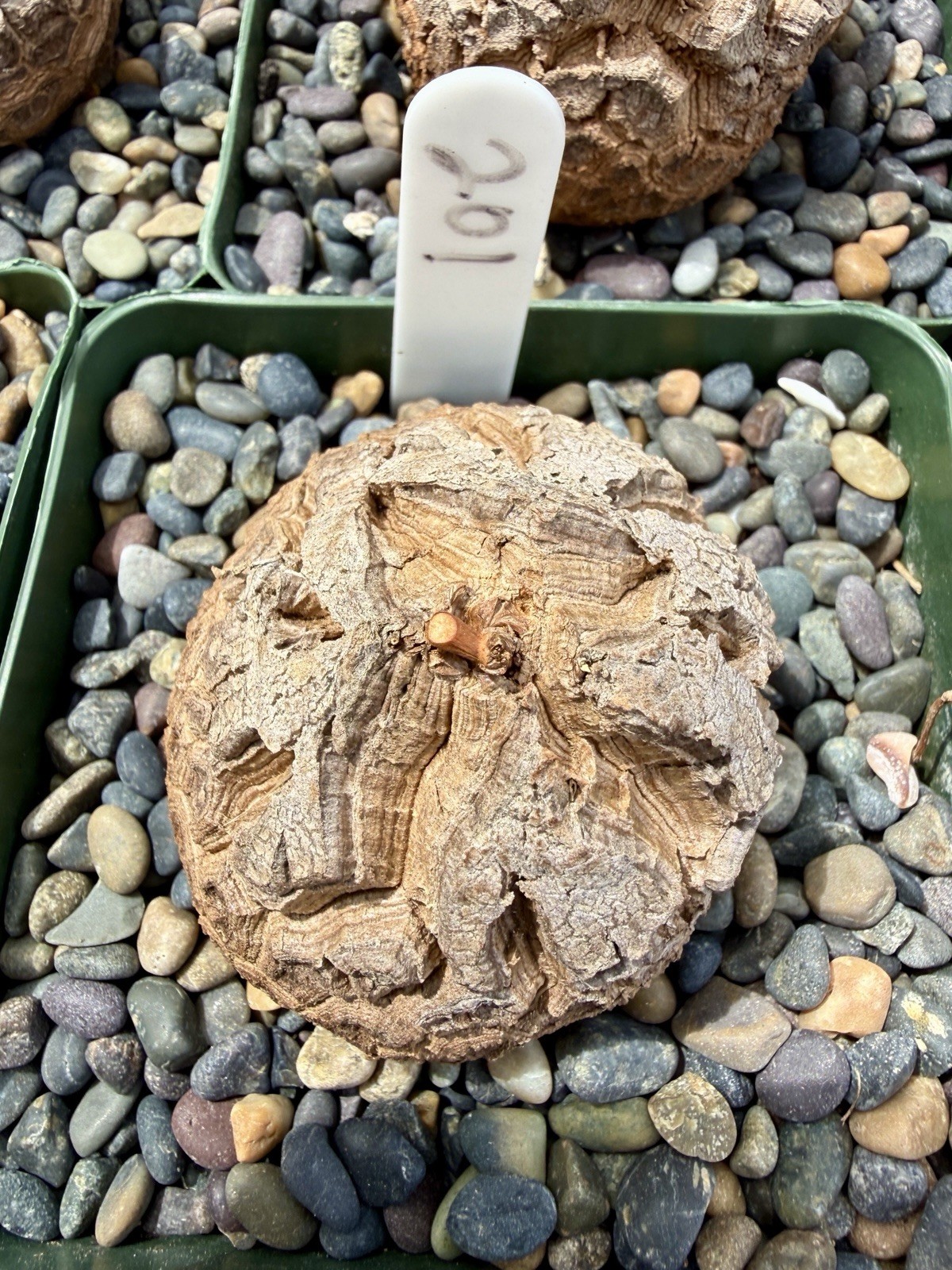 Dioscorea elephantipes-Fresh Seedlings! Gorgeous Caudiciform, Choose Your Fav!