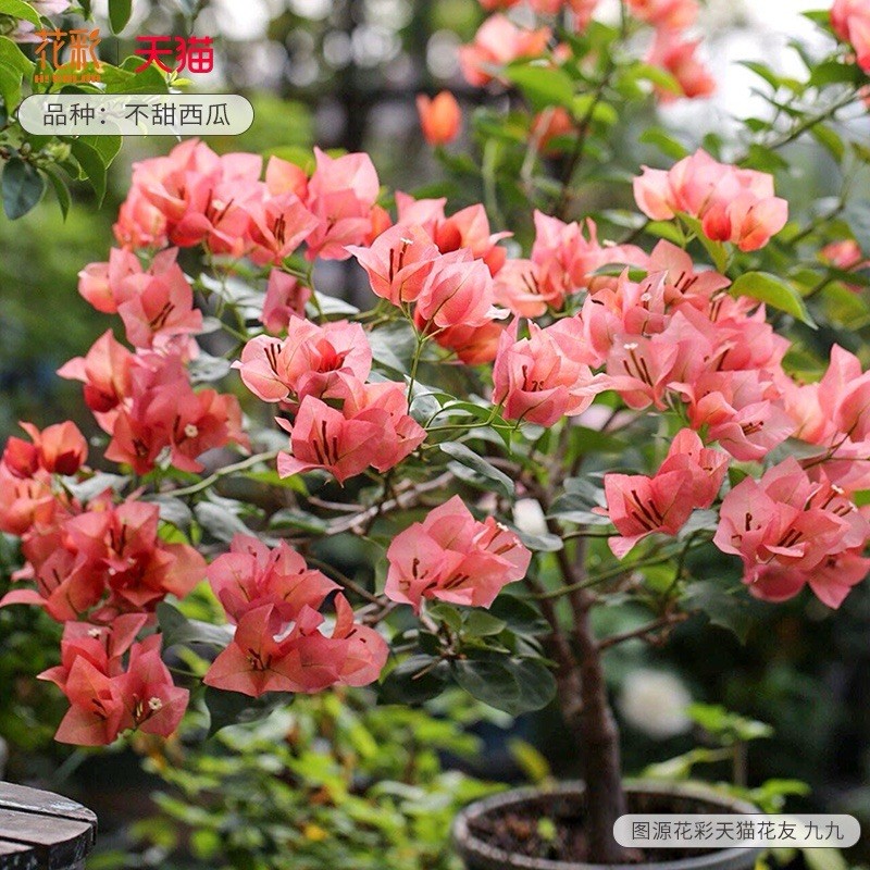 Beautiful Watermelon Pink不甜西瓜三角梅zinnibar bougainvillea Bonsai small size trunk
