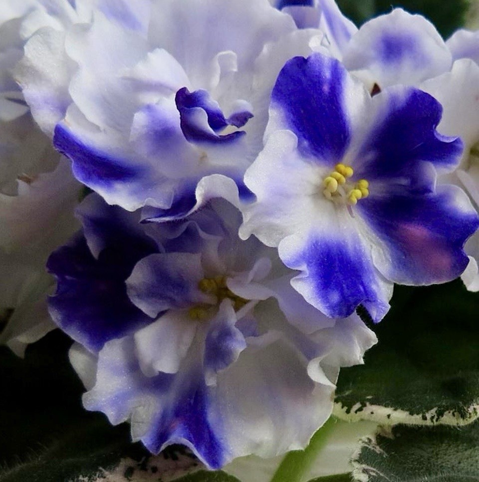 African Violet Plant Vat Light In the Night Starter