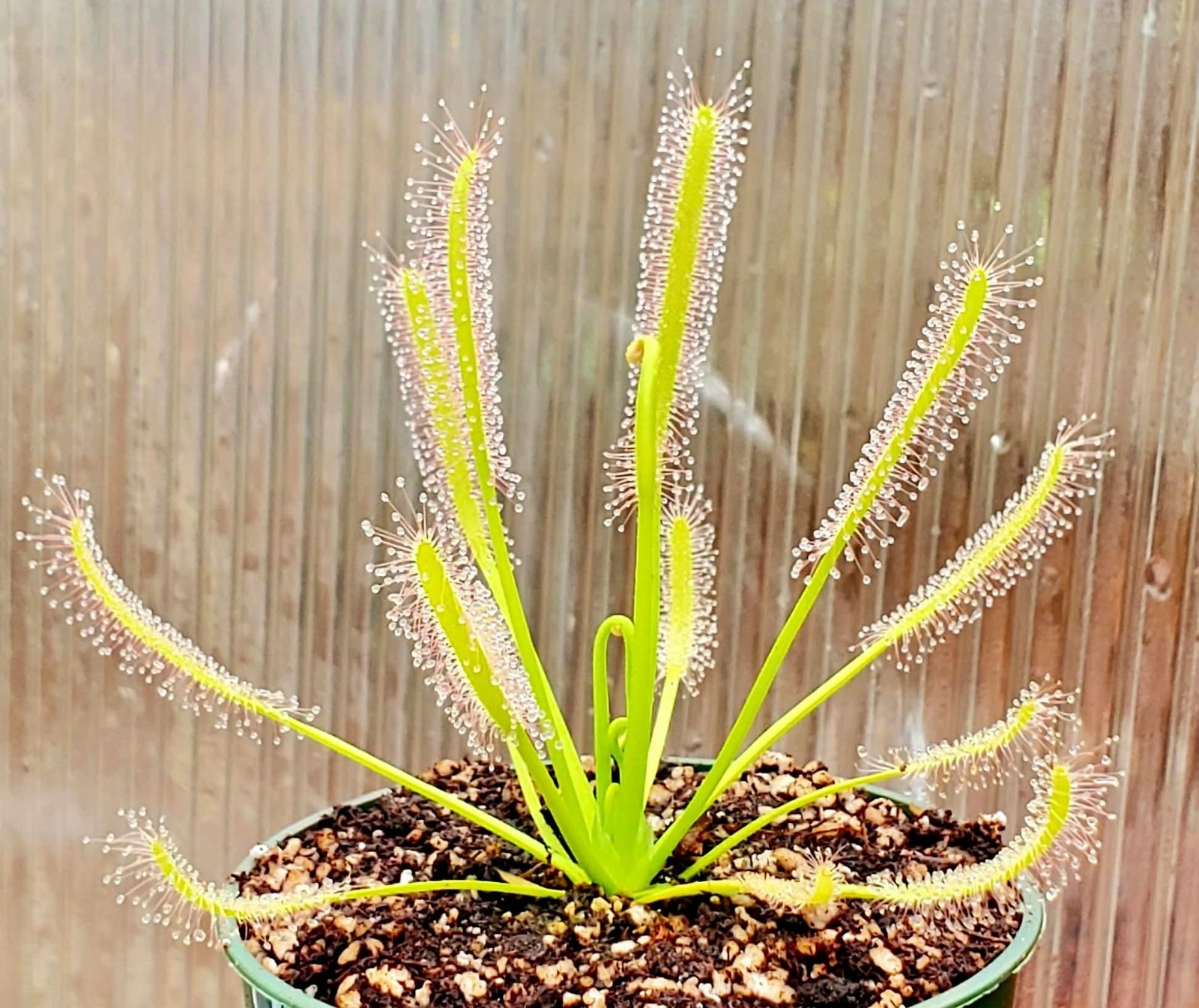 250+ Seeds Drosera Capensis ‘Alba’ Cape Sundew Carnivorous Plant White Flower